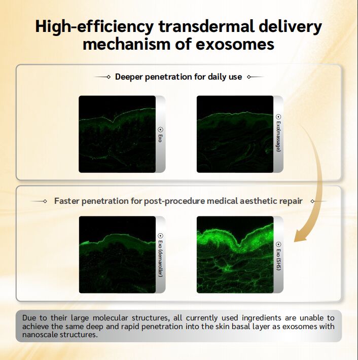 OEM ODM skin care essence serum stimulates fibroblast, reduces wrinkle depth, enhances elasticity, and restores firm, young and elastic skin texture